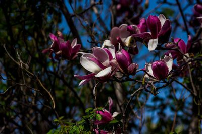 Close-up of pink flowering plants