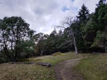 Trees in forest against sky