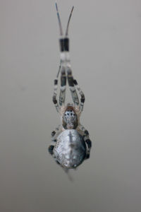 Close-up of spider