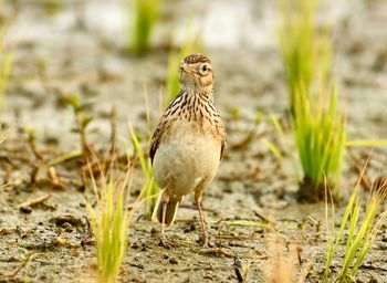 Bird perching on a field