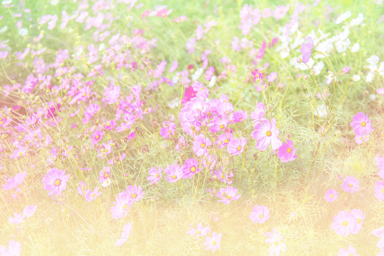 CLOSE-UP OF PINK FLOWERING PLANT IN FIELD