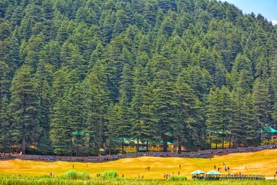 Scenic view of pine trees in field