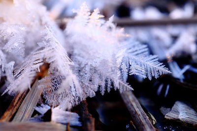 Close-up of frozen plants