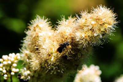 Close-up of bee pollinating on flower