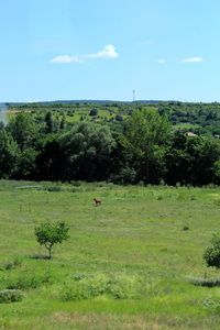 Scenic view of green field against sky