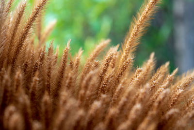 Close-up of cactus growing on field