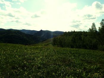 Scenic view of forest against sky