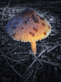 Close-up of fungus on tree trunk