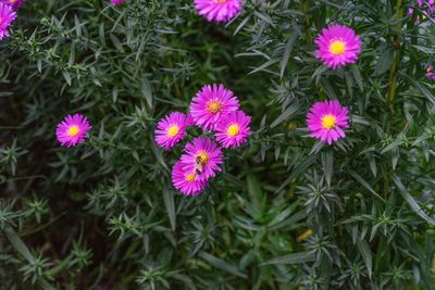 High angle view of pink flowering plants