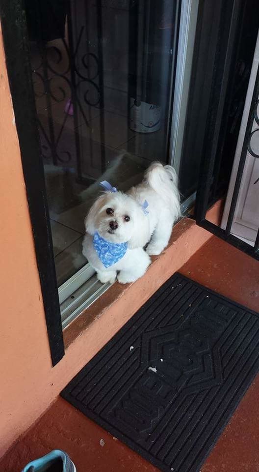 HIGH ANGLE VIEW OF PUPPY AT DOOR