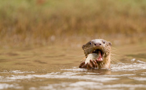 Otter eating fish in river