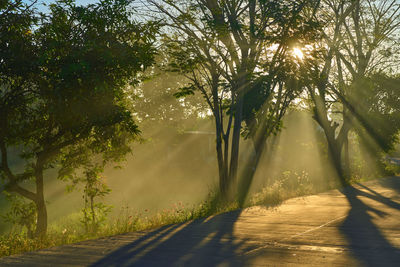 Empty road amidst trees