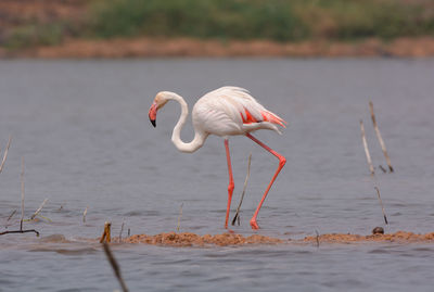 Flamingo standing in lake