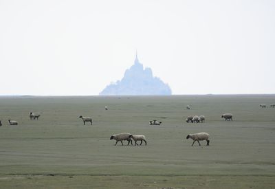 Flock of sheep on a field