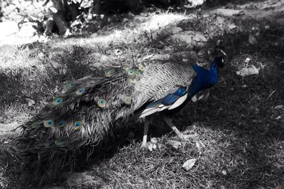 High angle view of bird on tree