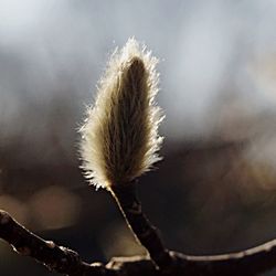 Close-up of dandelion