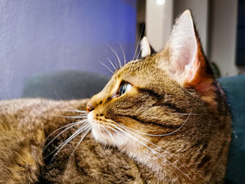 Close-up of a cat looking away