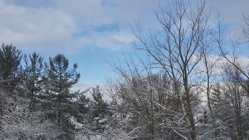 Low angle view of bare trees against sky