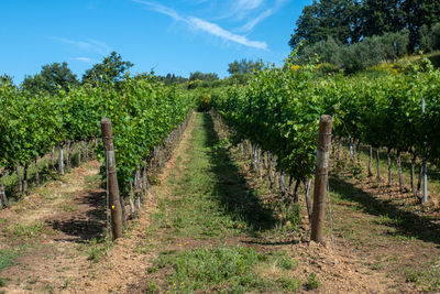 A huge vineyard farm in sorano in tuscany