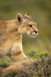 Close-up of lioness