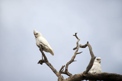 Low angle view of bird perching on tree