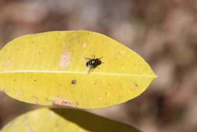 Close-up of fly on leaf