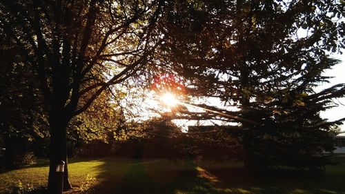 Sun shining through trees