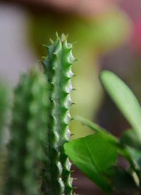 Close-up of succulent plant