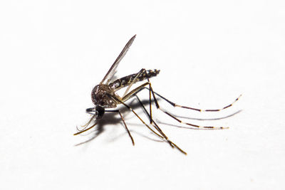 Close-up of insect over white background