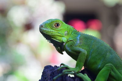 Close-up of green lizard, green iguana