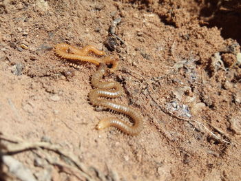 Close-up of lizard on rock