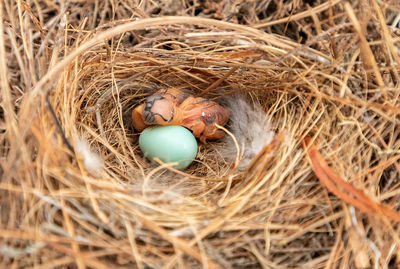 Newborn eastern bluebird sialia sialis hatchling in a nest in bonita springs, florida