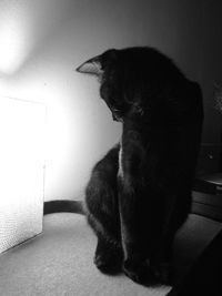 Black dog looking away while sitting on floor at home