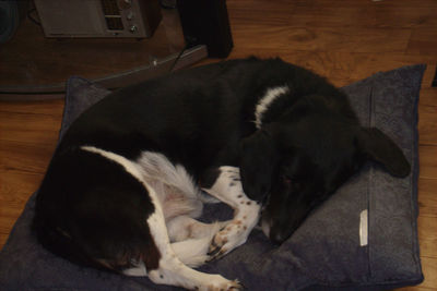 Dog relaxing on floor