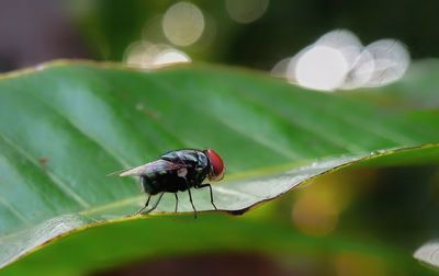 Close-up of fly on flower