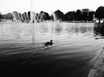 Ducks swimming on lake