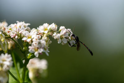 Close-up of insect on white flower