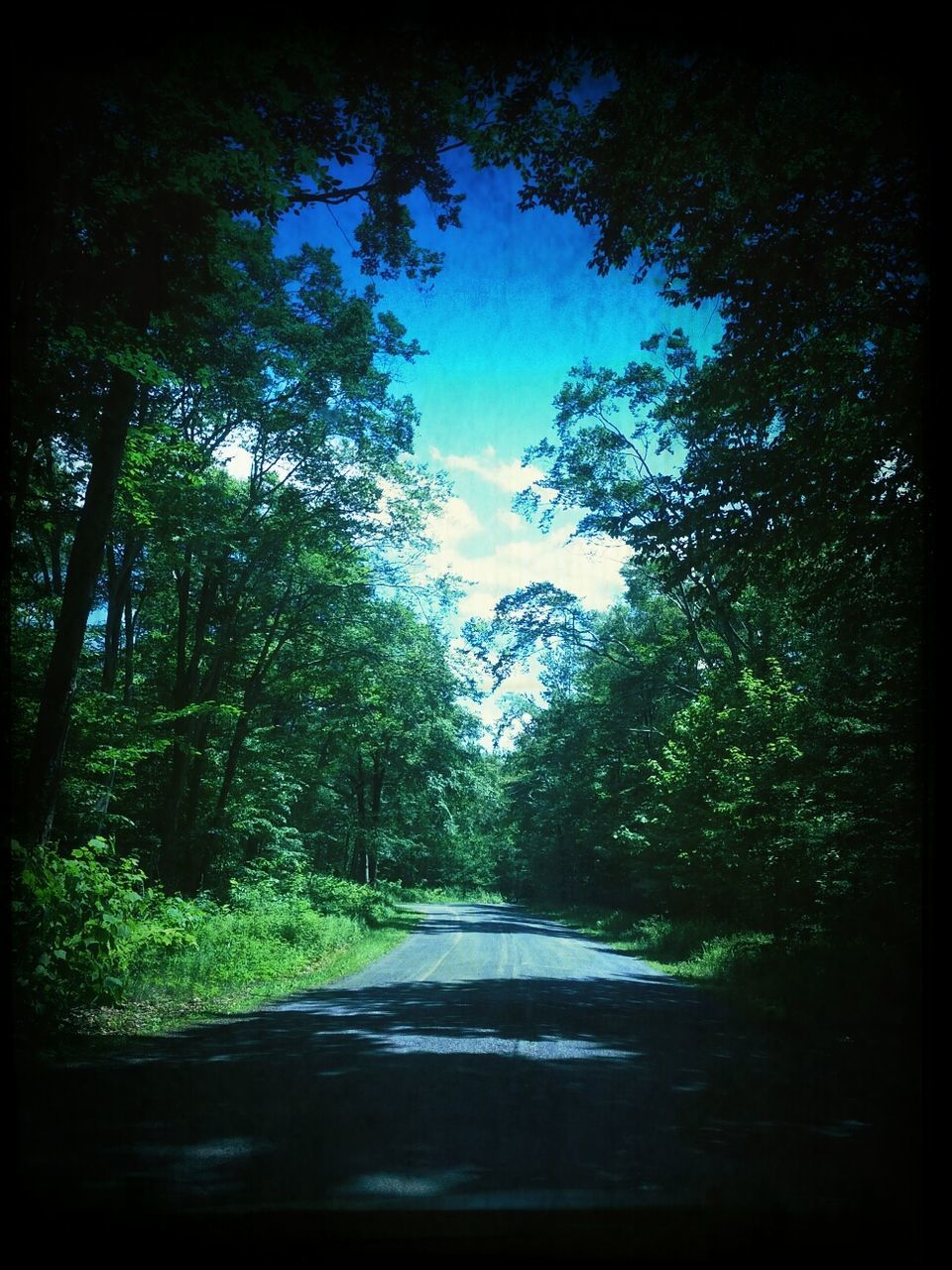 tree, the way forward, road, diminishing perspective, tranquility, sky, transportation, growth, nature, tranquil scene, vanishing point, green color, beauty in nature, forest, scenics, auto post production filter, transfer print, day, no people, street