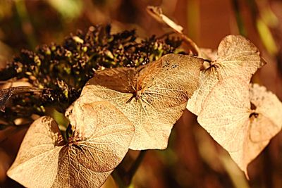 Close-up of flower