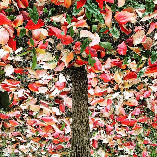 autumn, change, leaf, season, red, leaves, nature, abundance, growth, maple leaf, fallen, tranquility, day, dry, high angle view, beauty in nature, orange color, field, full frame, backgrounds