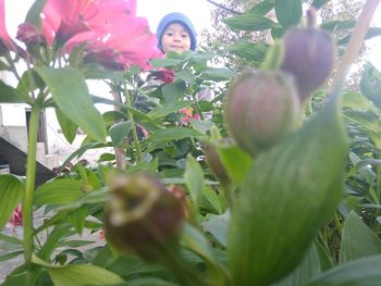 Portrait of fruits on tree