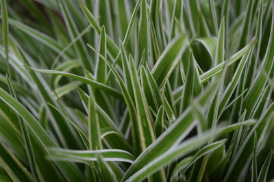 Full frame shot of plants growing on field
