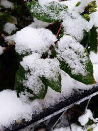 Close-up of snow covered plants