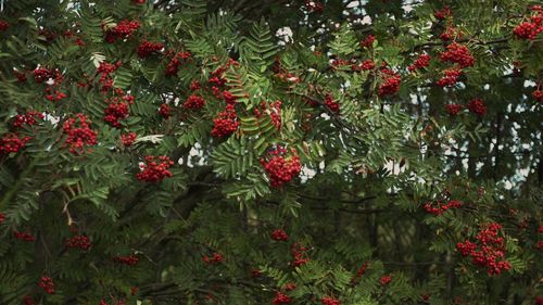 Red berries on flowering tree