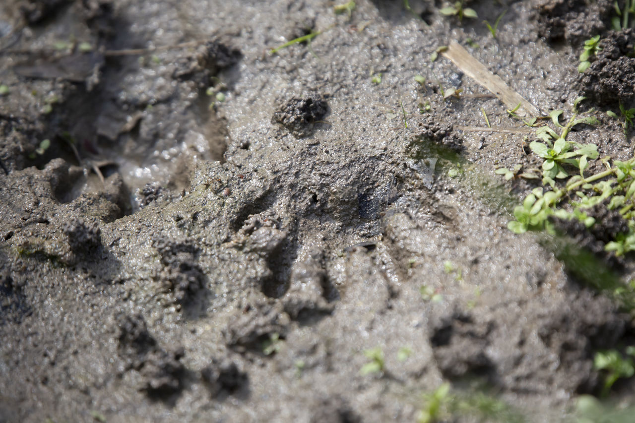 HIGH ANGLE VIEW OF A DIRT