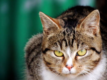 Close-up portrait of cat