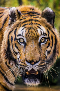 This is a tiger portrait. this menacing tiger have great orange eyes.