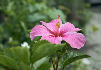 Close-up of pink flowering plant