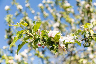 Close-up of flowering plant against tree