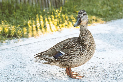 Side view of a bird on a field